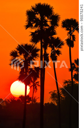 landscape of Sugar palm tree during twilight sunrise  at Pathumthani province,Thailand 98878241