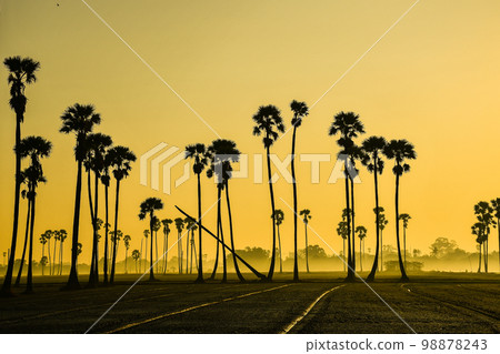 landscape of Sugar palm tree during twilight sunrise  at Pathumthani province,Thailand 98878243