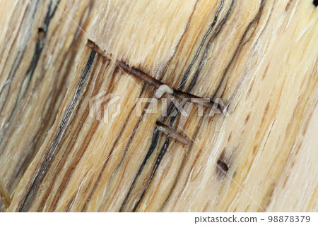 Larvae and burrows of the oak beetle, the cause of oak withering 98878379