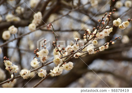 Early spring white plum 98878419