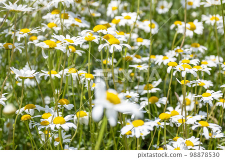 Daisies Daisies 98878530