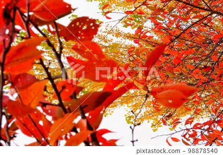 Autumn Scenery: Poplar Autumn Leaves & Cherry Blossoms: Autumn Sky: Yodogawa Riverside Park Autumn Scenery: Poplar Autumn Leaves & Cherry Blossoms: Autumn Sky: Yodogawa Riverside Park 98878540