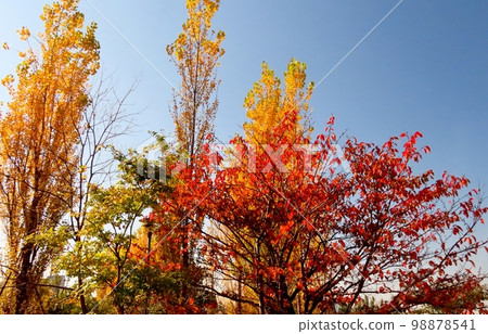 Autumn Scenery: Poplar Autumn Leaves & Cherry Blossoms: Autumn Sky: Yodogawa Riverside Park 98878541