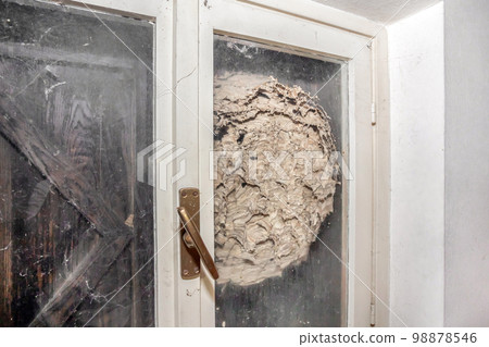 Huge nest of hornets 98878546