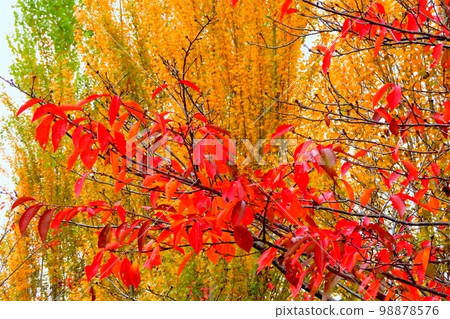 秋景:楊樹 紅葉與櫻花:秋日的天空:淀川河畔公園 秋景:楊樹 紅葉與櫻花:秋日的天空:淀川河畔公園 98878576