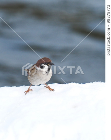 雪上的麻雀 98878772