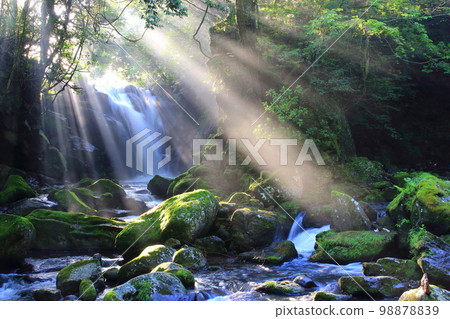陽光透過樹木灑落的清新綠色的夫妻樫瀑布（熊本縣南小國町） 98878839