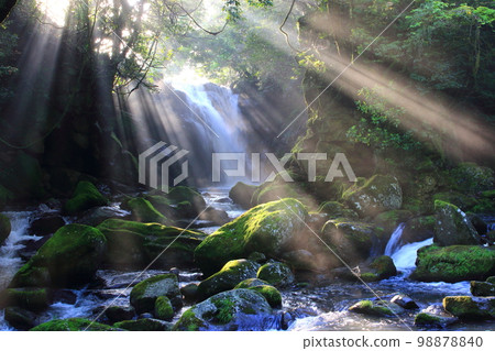 陽光透過樹木灑落的清新綠色的夫妻樫瀑布（熊本縣南小國町） 98878840