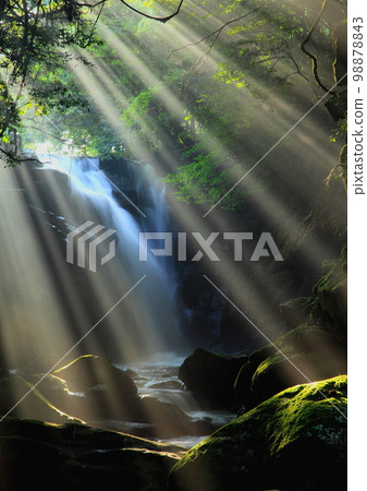 夏日的一對瀑布，陽光透過樹木過濾（熊本縣南小國町，垂直構圖） 98878843