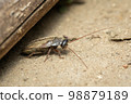 Image of Diploptera punctata or the Pacific beetle cockroach. Insect. Animal. 98879189