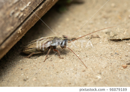 Image of Diploptera punctata or the Pacific beetle cockroach. Insect. Animal. Image of Diploptera punctata or the Pacific beetle cockroach. Insect. Animal. 98879189