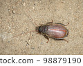 Image of Diploptera punctata or the Pacific beetle cockroach. Insect. Animal. 98879190