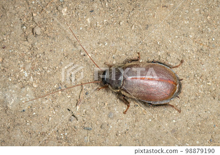 Image of Diploptera punctata or the Pacific beetle cockroach. Insect. Animal. 98879190