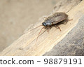 Image of Diploptera punctata or the Pacific beetle cockroach. Insect. Animal. 98879191