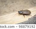 Image of Diploptera punctata or the Pacific beetle cockroach. Insect. Animal. 98879192
