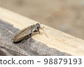 Image of Diploptera punctata or the Pacific beetle cockroach. Insect. Animal. 98879193