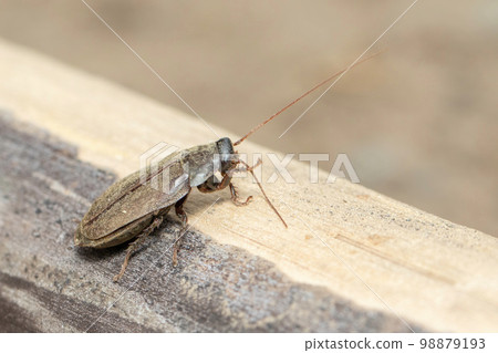 Image of Diploptera punctata or the Pacific beetle cockroach. Insect. Animal. 98879193
