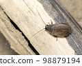 Image of Diploptera punctata or the Pacific beetle cockroach. Insect. Animal. 98879194