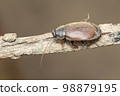 Image of Diploptera punctata or the Pacific beetle cockroach. Insect. Animal. 98879195