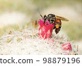 Image of little bee or dwarf bee(apis florea) on pink flower collects nectar. Insect. Animal. 98879196