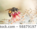 Image of little bee or dwarf bee(apis florea) on pink flower collects nectar. Insect. Animal. 98879197