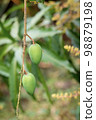 Image of Fresh mangoes from growing trees on natural background. Fruit. 98879198