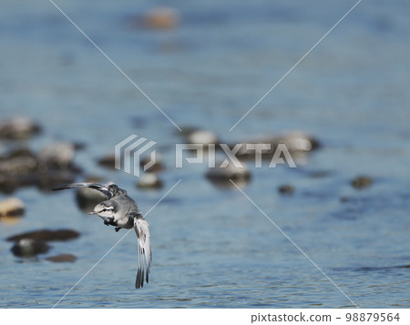 White wagtail in flight (with missing toes) 98879564