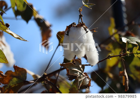 Scenery of tree branches bursting with white cotton Scenery of tree branches bursting with white cotton 98879985