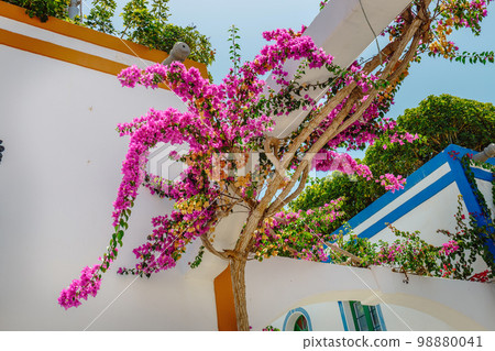 Bougainvillea flowers growing in the streets of Puerto de Mogan. Gran Canaria, Spain 98880041