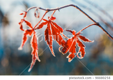 close up of dry maple leaf covered with hoar frost against blue sky 98880258