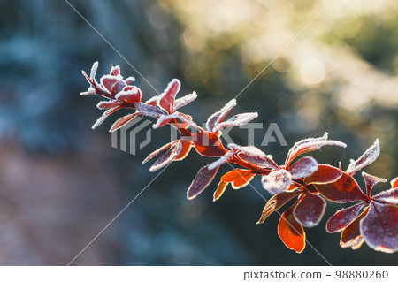 close up of dry leaves covered with hoar frost against blue sky close up of dry leaves covered with hoar frost against blue sky 98880260