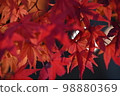 秋葉落 秋葉落 98880369