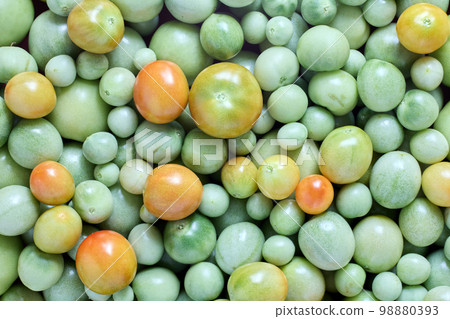 Harvested unripe green cherry tomatoes, texture for background. Harvested unripe green cherry tomatoes, texture for background. 98880393