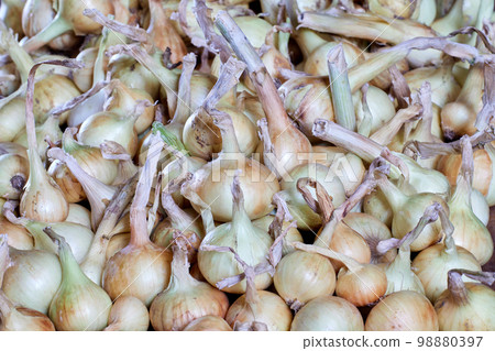 Fresh onion bulbs piled up for storage, backdrop texture. 98880397