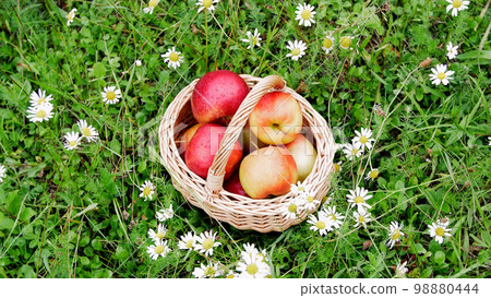 view from above. Beautiful red apples in a basket, in the midst of a flowering daisy field, lawn view from above. Beautiful red apples in a basket, in the midst of a flowering daisy field, lawn 98880444