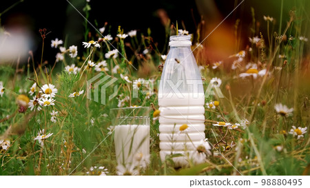 In the grass, among the daisies, stand a bottle of milk and a glass of milk. close-up. In the grass, among the daisies, stand a bottle of milk and a glass of milk. close-up. 98880495
