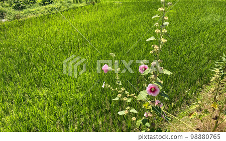 Countryside rice field 98880765