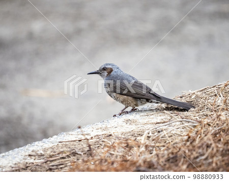 brown-eared bulbul on the ground brown-eared bulbul on the ground 98880933