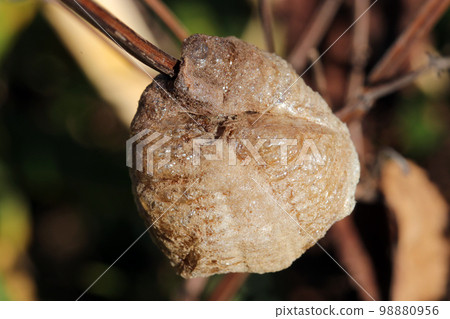 A praying mantis oocyst attached to a thin grass stalk. An ecological close-up image using a macro lens. 98880956