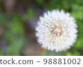 Dandelion's fluff 98881002