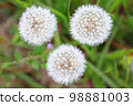 Dandelion fluff [3 in one screen] 98881003