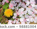 One dandelion flower & cherry blossom petals covering the ground (close-up shot) 98881004