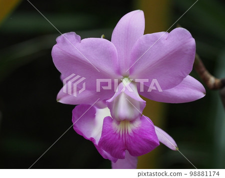 Cattleya walkeriana(西方蘭花祖先) Cattleya walkeriana(西方蘭花祖先) 98881174