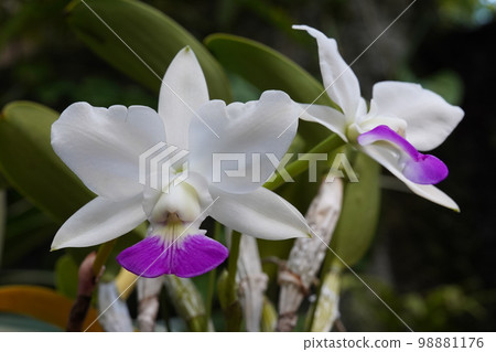 Cattleya walkeriana (Western orchid progenitor) 98881176