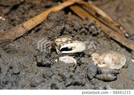 The figure of a fiddler crab raising its big claws, whether it is calling or intimidating in the cloudy tidal flat. The figure of a fiddler crab raising its big claws, whether it is calling or intimidating in the cloudy tidal flat. 98881215