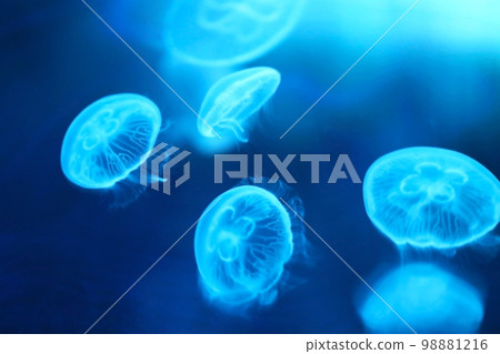 A swarm of moon jellyfish that emerges from the blue illumination of the aquarium. Retouched and color adjusted for a fantastical atmosphere. 98881216