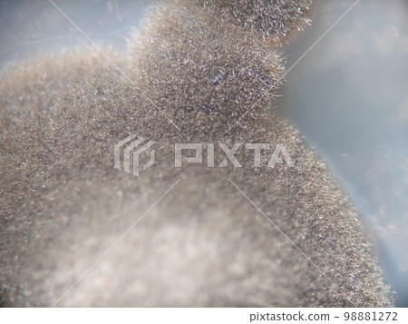 Velvety mold colony 98881272