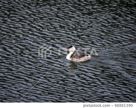 Great Crested Grebe with winter plumage moving across the surface of the water 98881390
