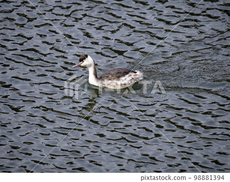 Great Crested Grebe with winter plumage moving across the surface of the water 98881394