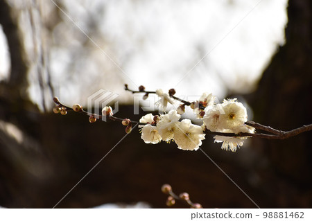 早春白梅 98881462